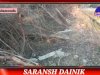 क्यो नष्ट किए जा रहे है हरेभरे पेड़ 