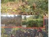 सरंडा में काटे गए पेड़ व की गई कार्यवाही का सच क्या है