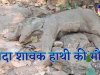 जंगल में मिला शावक हाथी का शव
