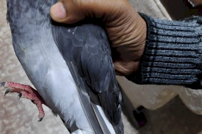 कबूतर के पैर में बंधा पाया गया डिवाइस जासूसी की अशंका 