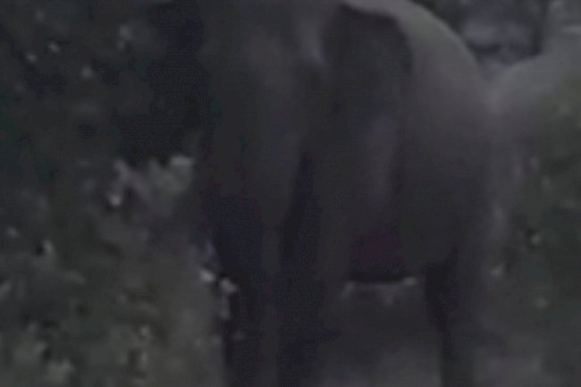 हाथी के उपद्रव से परेशान ग्रामीण 