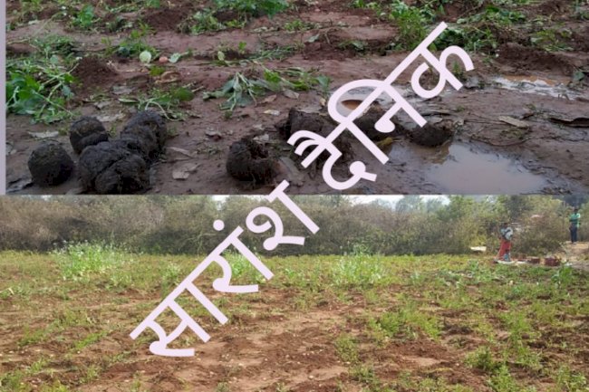 लुकुमबेडा़ पंचायत में दूसरी बार हाथियों का ताडंव 