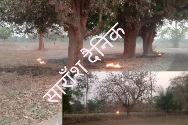 गर्मीयो के मौसम में जंगलो में क्यो लगती है आग 