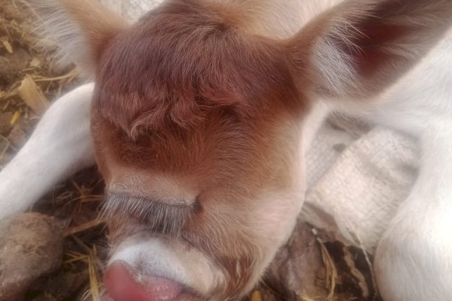 गाय ने दिया एक आँख के बछडे़ को जन्म