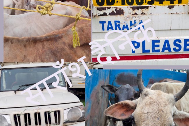 गौ तस्करी करते दो वाहन जब्त दो गिरफ्तार 