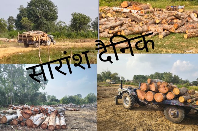 जिले में लकड़ी तस्करों का साम्राज्य