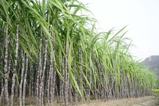 योगी सरकार ने गन्ने का मुल्य 30 रूपये बढाई