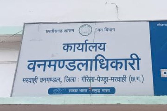 मरवाही वन मंड़ल में भ्रष्टाचार चरम पर