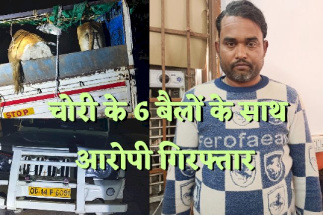 चोरी के 6 बैलों के साथ एक गिरफ्तार